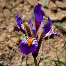 Image result for Iris