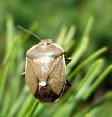 Attēlu rezultāti vaicājumam “Chlorochroa pinicola”