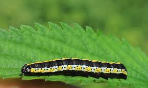 Attēlu rezultāti vaicājumam “Cucullia lucifuga”