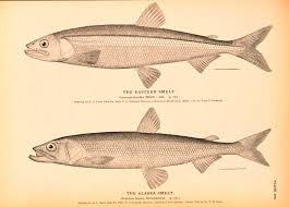 Image result for Osmerus mordax