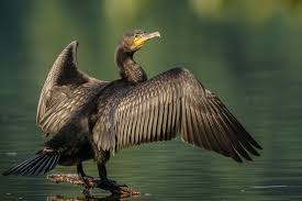 Image result for Phalacrocorax carbo