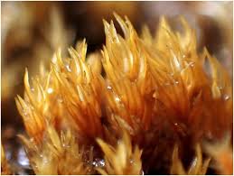 Attēlu rezultāti vaicājumam “Bryoerythrophyllum recurvirostrum sporophyte”