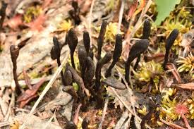 Attēlu rezultāti vaicājumam “Geoglossum sp.”