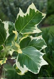 Attēlu rezultāti vaicājumam “Liriodendron tulipifera leaf”