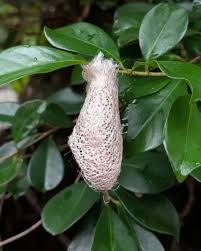 Attēlu rezultāti vaicājumam “Phylloneta cocoon”