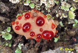 Attēlu rezultāti vaicājumam “Hydnellum ferrugineum”