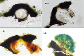 Attēlu rezultāti vaicājumam “Verrucaria hydrela”