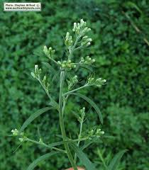 Attēlu rezultāti vaicājumam “Erigeron canadensis”
