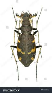 Attēlu rezultāti vaicājumam “Cicindela sylvatica”