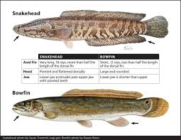 Image result for Amia calva