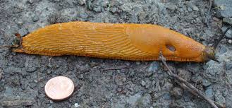 Attēlu rezultāti vaicājumam “Arion lusitanicus adult”