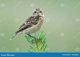 Attēlu rezultāti vaicājumam “Saxicola rubetra juvenile”