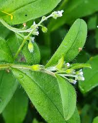 Attēlu rezultāti vaicājumam “Myosotis sparsiflora flower”
