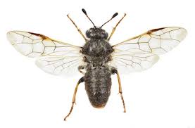 Attēlu rezultāti vaicājumam “Trichiosoma”