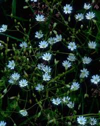 Attēlu rezultāti vaicājumam “Stellaria longifolia”