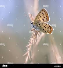 Attēlu rezultāti vaicājumam “Lycaena tityrus”