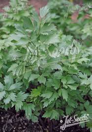 Attēlu rezultāti vaicājumam “Levisticum officinale flower”