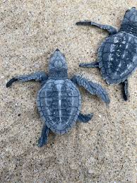 Image result for Lepidochelys olivacea