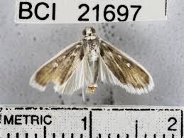 Attēlu rezultāti vaicājumam “Paracorymbia maculicornis imago”