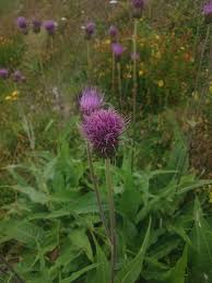 Attēlu rezultāti vaicājumam “Cirsium heterophyllum”