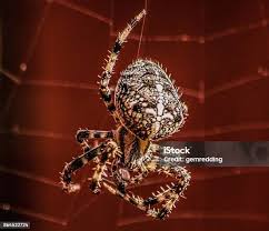 Attēlu rezultāti vaicājumam “Araneus diadematus”