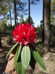 Attēlu rezultāti vaicājumam “rhododendron”