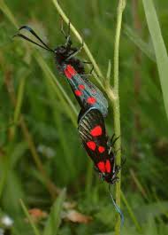 Attēlu rezultāti vaicājumam “Zygaena lonicerae”