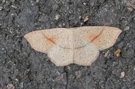 Attēlu rezultāti vaicājumam “Cyclophora punctaria”