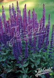Image result for Salvia nemorosa