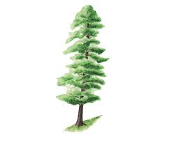 Attēlu rezultāti vaicājumam “Pinus peuce”