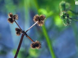 Attēlu rezultāti vaicājumam “Sanicula europaea leaf”