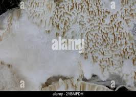 Attēlu rezultāti vaicājumam “Trechispora mollusca”