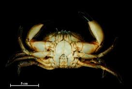 Image result for Eriphia verrucosa