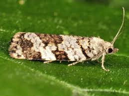 Attēlu rezultāti vaicājumam “Dichelia histrionana”