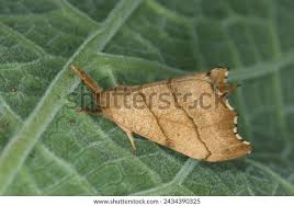 Attēlu rezultāti vaicājumam “Falcaria lacertinaria”