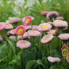 Image result for Bellis perennis