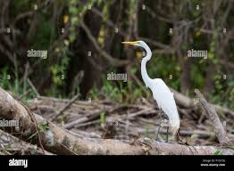 Attēlu rezultāti vaicājumam “Egretta alba adult”