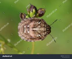 Attēlu rezultāti vaicājumam “Eurygaster testudinaria”