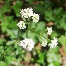 Attēlu rezultāti vaicājumam “Sanicula europaea”