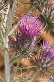 Image result for Ptilostemon afer