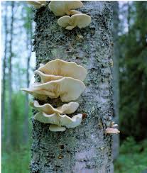 Attēlu rezultāti vaicājumam “Grifola frondosa”