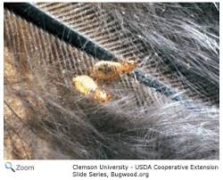 Attēlu rezultāti vaicājumam “Phthiraptera”