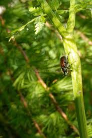 Attēlu rezultāti vaicājumam “Phyllopertha horticola imago”