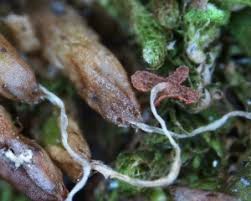 Attēlu rezultāti vaicājumam “Ptilidium pulcherrimum sporophyte”