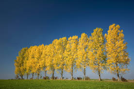 Attēlu rezultāti vaicājumam “Populus tremula”