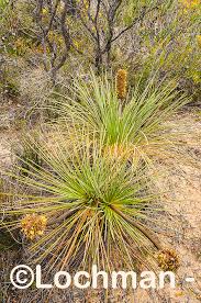 Attēlu rezultāti vaicājumam “Xanthorrhoeaceae”