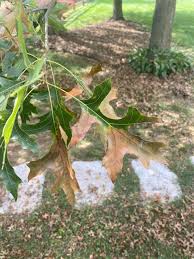 Attēlu rezultāti vaicājumam “Batrachium circinatum leaf”