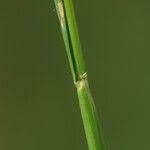 Attēlu rezultāti vaicājumam “Cynosurus cristatus fruit”