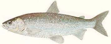 Image result for Coregonus artedi