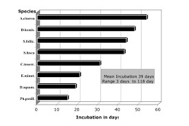 Attēlu rezultāti vaicājumam “Stemonitis foliicola stalked”